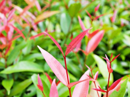 Foto de Follaje rojo kelat Payas, Syzygium australe Big Red Lilly Pilly, Acmena smithii, Myrtaceae - Imagen libre de derechos