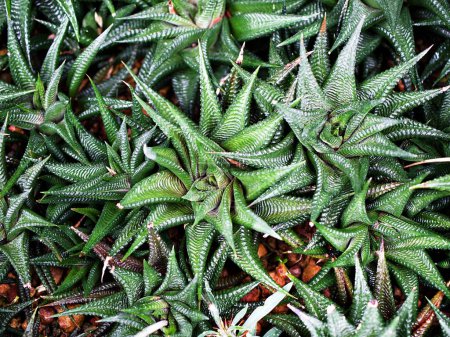 Photo for Closeup succulent plants  Haworthia limifolia ,cactus desert plants ,macro image ,tropical ,Haworthiopsis limifolia ,Fairies Washboard - Royalty Free Image