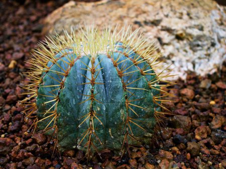 Foto de Cactus Ferocactus Glaucescens ,Glaucous Barrel cactus ,Ferokaktus sinewy ,Blue barrel cactus in family Cactaceae ,Biznaga Barril Azul ,Caryophyllales and is endemic to east-central Mexico - Imagen libre de derechos