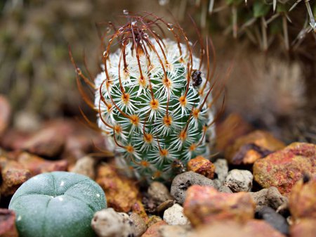 Photo for Macro cactus Mammillaria bombycina  ,Cactus et Succulentes ,Cactusceae ,Mamillaire vivipare ,Coussin de soie - Royalty Free Image