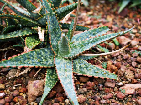 Foto de Aloe suculento híbrido Rauhii tiene brillante, Aloe Viper Pratensis, Aloe Carmine, Princess jack - Imagen libre de derechos