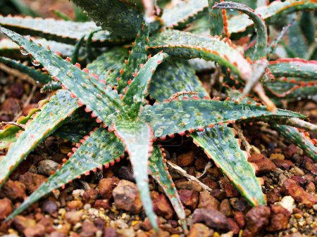 Foto de Aloe suculento híbrido Rauhii tiene brillante, Aloe Viper Pratensis, Aloe Carmine, Princess jack - Imagen libre de derechos