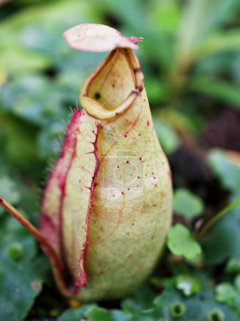 Photo for Flytrap Predatory Carnivorous monkey cups plant, tropical pitcher plants ,Nepenthes mirabilis Ventrata ,Nepenthes Alata Khasiana - Royalty Free Image