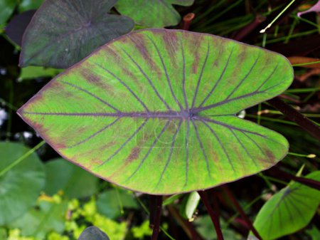 Photo for Closeup green leaf of Colocasia plant ,Colocasia esculenta var. Araceae - Royalty Free Image