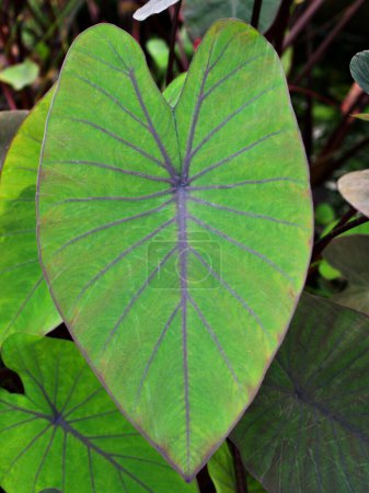 Photo for Closeup green leaf of Colocasia plant ,Colocasia esculenta var. Araceae - Royalty Free Image
