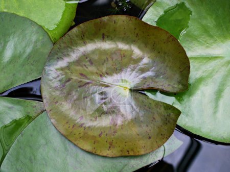 nymphaeaceae