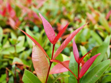Téléchargez les photos : Feuillage rouge kelat Payas, Syzygium australe Big Red Lilly Pilly, Acmena smithii, Myrtacées - en image libre de droit