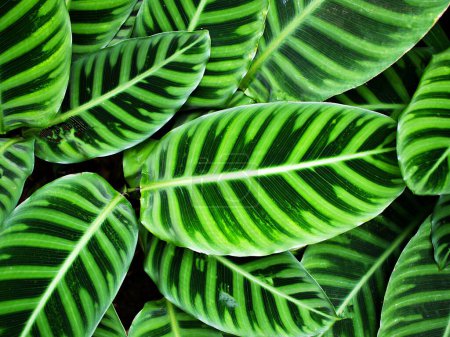 Téléchargez les photos : Gros plan feuille verte de la plante zébrée, Calathea zebrina Sims Lindl. Humilieur - en image libre de droit