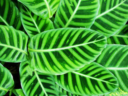 Téléchargez les photos : Gros plan feuille verte de la plante zébrée, Calathea zebrina Sims Lindl. Humilieur - en image libre de droit