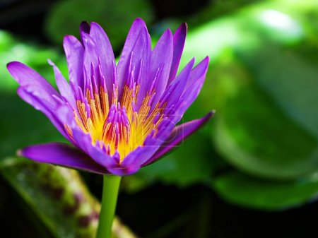 Photo for Purple violet flower water lily Nymphaea - Royalty Free Image