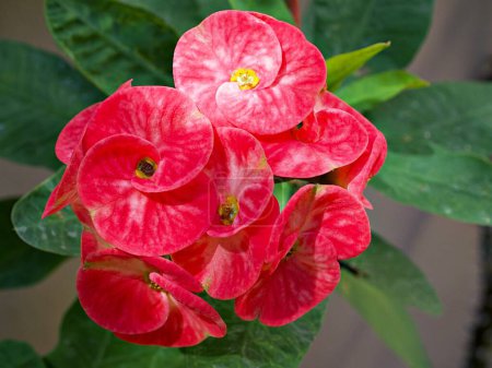 Rote Blume Dornenkrone dunkelrosa, Christuspflanze, Euphorie Milii, Christdorn