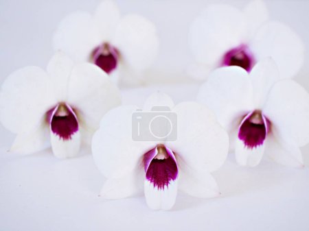 white-purple flower orchids isolated on white background cooktown ,Dendrobium bigibbum mauve butterfly orchid ,Callista bigibba ,Callista sumneri