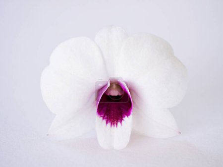 Foto de Orquídeas de flores blanco-púrpura aisladas sobre fondo blanco cooktown, orquídea mariposa malva bigibbum de Dendrobium, bigibba callista, sumneri callista - Imagen libre de derechos