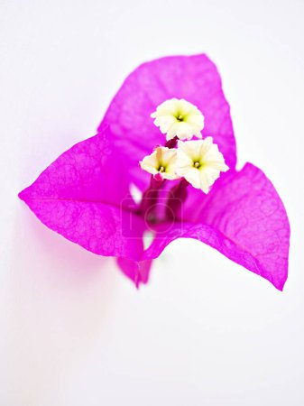 Flor rosa Bougainvillea glabra aislada sobre fondo blanco