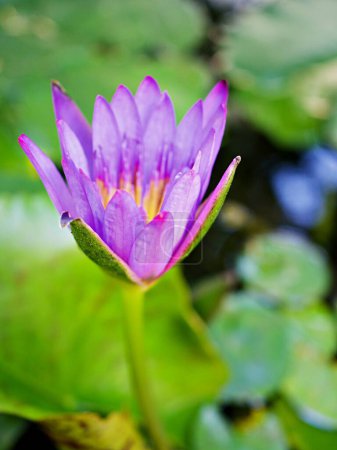 Lila violette Blütenseerose Nymphaea nouchali var. caerulea, ägyptische Lotuspflanzen, Nymphaeaceae, Makroaufnahme, tropische Wasserpflanze mit himmelblauer Blüte, Ägyptische Blaulilie, Heilige Blaulilie 