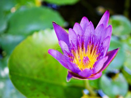 Lila violette Blütenseerose Nymphaea nouchali var. caerulea, ägyptische Lotuspflanzen, Nymphaeaceae, Makroaufnahme, tropische Wasserpflanze mit himmelblauer Blüte, Ägyptische Blaulilie, Heilige Blaulilie 