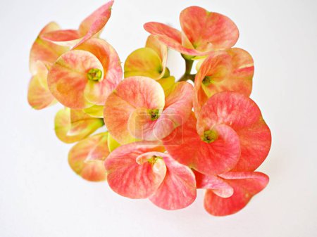 Yellow flowers Crown of thorns isolated on white background ,dark pink ,Christ plant ,Euphoria Milii ,Christ thorn ,Euphorbia,Giant Thai red ,Euphorbiaceae geroldii desert succulent
