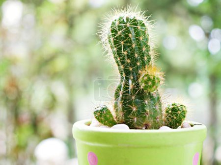 cactus vert Cactus de château de fées, Acanthocereus tetragonus (cereus), plante succulente, plante du désert Cactus de hérisson, Trichocerées, Echinopsis 