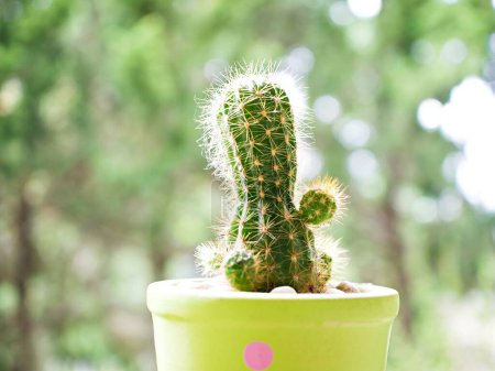 cactus verde Cactus castillo de hadas, Acanthocereus tetragonus (cereus), suculenta, planta del desierto Hedgehog cactus, Trichocereeae, Echinopsis 