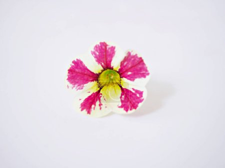 Flor blanco-rosa Calibrachoa petunia Millones de campanas aisladas sobre fondo blanco, Trailing petunia, Superbells, orillas del mar flores más pequeñas, Solanaceae híbrido diminuta floración en verano 