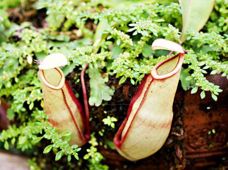 Flytrap Tasses carnivores prédatrices de singes, plantes tropicales, Nepenthes mirabilis Ventrata, Nepenthes Alata Khasiana 