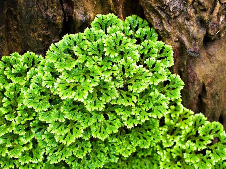Grünes Blatt der Moospflanze Selaginella Tamariscina