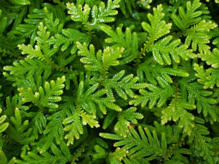Follaje de hojas verde macro Davallia Canariensis, helecho pie de conejo, Selaginella involvens, helecho cerdas Apalaches, plantas de helecho filmy 