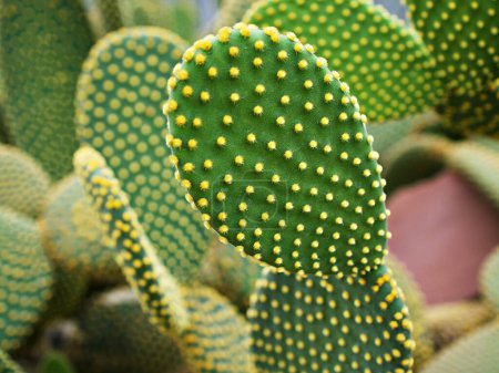 Nahaufnahme Kaktus Hasenohrpflanze Opuntia microdasys, Opuntioid Kakteen, herzförmig, Indische Feige, glatte Bergfeigenkakteen, Missionskaktus, Nopal, Ficus-Indica, Opuntia vulgaris, weicher selektiver Fokus