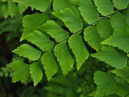 green leaves foliage Adiantum trapeziforme ,giant maidenhair ,Sicily ,diamond Maidenhair fern ,venus Ferns ,Venushair ,soft selective focus for pretty background ,greenery in spring