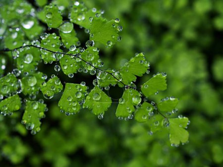 Drops on green leaves foliage Adiantum trapeziforme ,giant maidenhair ,Sicily ,diamond Maidenhair fern ,venus Ferns ,Venushair 