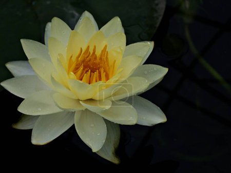 Lirio de agua flor amarilla Nymphaea nouchali var. caerulea, plantas de loto egipcio, Nymphaeaceae 