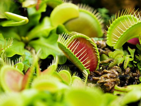 Primeros planos Venus flytrap, Plantas insectívoras, Bajo Gigante, Dionaea muscipula, Aguja-como-dientes, Venus fly catcher, Cook 's Carnivorous 