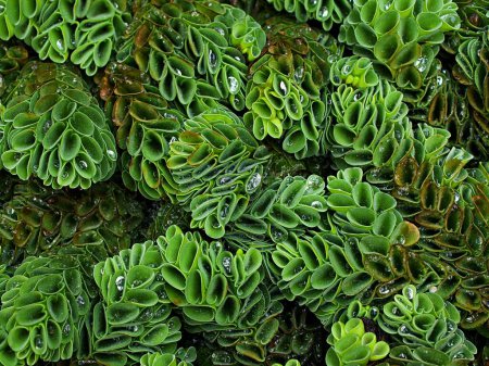 Macro verde gigante Salvinia molesta, plantas de agua de malezas, helecho acuático, con suave enfoque selectivo y sol, primer plano y detalle