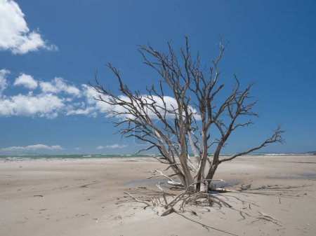 Photo for A dramatic dead tree still upright stands on a white sand beach with sea in background on Matarangi beach in New Zealand - Royalty Free Image