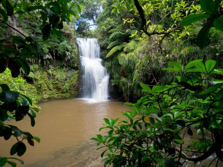 Téléchargez les photos : A view through lush green tropical leaves of Waitangi waterfalls cascading into a pool in the Omeru Scenic Reserve - en image libre de droit