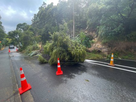 Téléchargez les photos : View down road shows a land slip with trees and mud blocking a road after serious heavy rainfall in New Zealand.Warning signs.National emergency.Climate change.Extreme weather - en image libre de droit