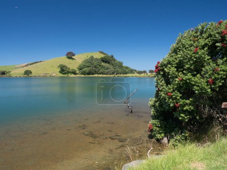 Photo for A clear lake and hill in background with Pohutukawa tree in foreground.Landscape of Tawharanui Regional Park - Royalty Free Image