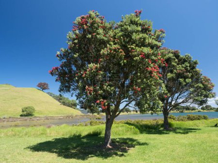 Photo for A single Pohutukawa tree with red flowers iconic in the Tawharanui Regional Park of New Zealand stands alone on a hill top. Marsh and mangroves in foreground. Blue sky summer day. - Royalty Free Image