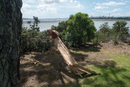 Téléchargez les photos : Après la tempête tropicale, on peut voir la branche Gabrielle d'un grand arbre briser une clôture.Pont du port d'Auckland et Skytower visibles en toile de fond.Nouvelle-Zélande - en image libre de droit