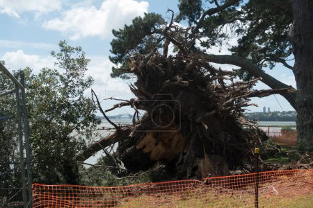 Téléchargez les photos : Après la tempête tropicale, les racines du cyclone Gabrielle d'un grand arbre sont visibles là où les vents violents l'ont soufflé.Clôture de sécurité.Pont portuaire en arrière-plan - en image libre de droit