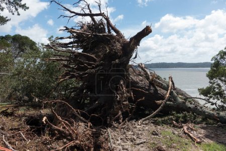 Nach dem Tropensturm sind die Wurzeln eines großen Baumes zu sehen, den die starken Winde umgeweht haben