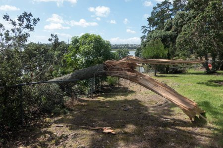 Téléchargez les photos : À la suite de la tempête tropicale, la branche d'un grand arbre, le cyclone Gabrielle, s'est détachée en cassant une clôture. - en image libre de droit