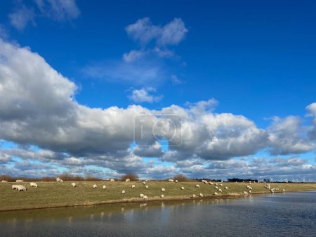 Photo for A flock of marsh sheep graze on a wateside marsh grass bank.Wind turbines on the horizon.Blue sky sunny day. - Royalty Free Image