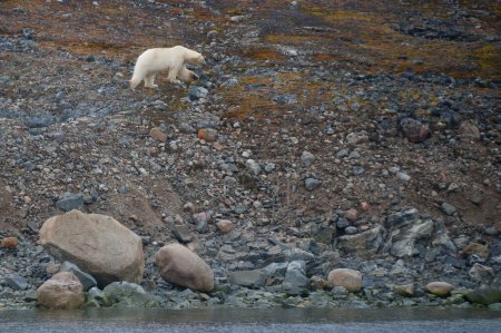 Ein einsamer Eisbär wandert durch eine schneelose Felslandschaft.Klimawandel.Erwärmung.Gefährdet.