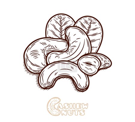 Illustration for Vector cashew nuts hand-drawn illustration - Royalty Free Image