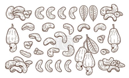 Illustration for Vector cashew hand-drawn illustrations, cashew nut kernels, apples and leaves - Royalty Free Image
