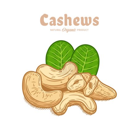 Illustration for Vector cashew nuts hand-drawn colorful illustration - Royalty Free Image