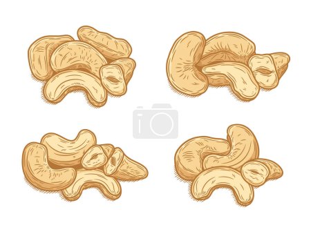 Illustration for Vector cashew nuts hand-drawn colorful illustrations, cashew nut kernels - Royalty Free Image