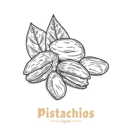 Illustration for Vector pistachio illustration. Pistachio kernels, shells and leaves - Royalty Free Image
