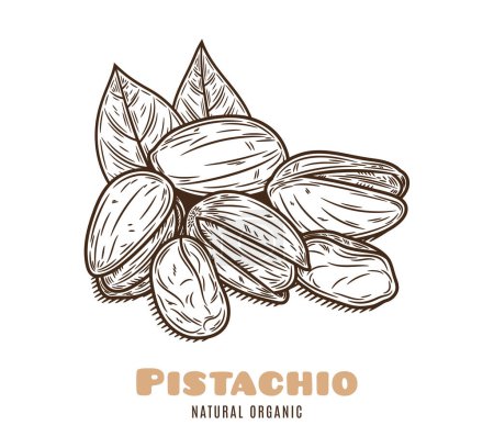 Illustration for Vector pistachio illustration. Pistachio kernels, shells and leaves - Royalty Free Image